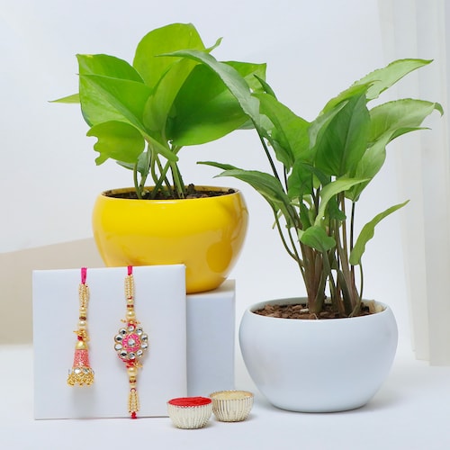 Buy Bhaiya Bhabhi Rakhi with 2 Plant Set