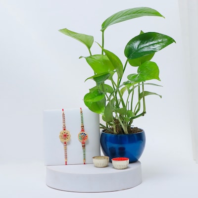 Set of 2 Rakhi with Money Plant