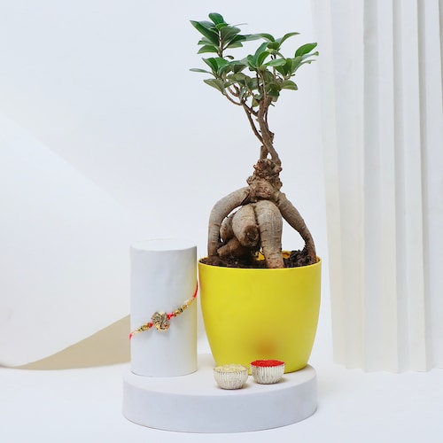 Buy Bonsai Plant with Rakhi