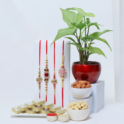 Buy Nutty Gift Pack for Rakhi with Plant