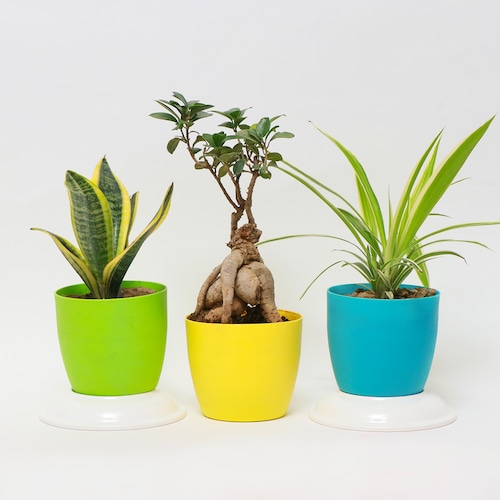 Buy Evergreen Charm Plants Set