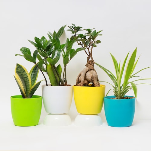 Buy Green Luxe Collection Plants Set