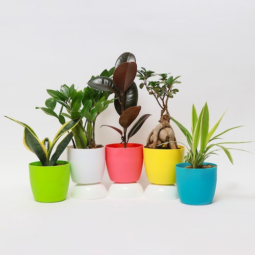 Buy Wellness Green Plants Set