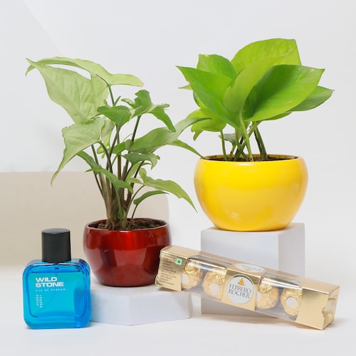 Buy Luxe Freshness Plants with Perfume