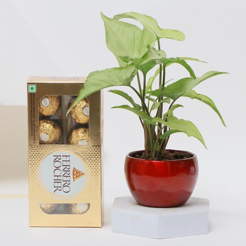 Buy Syngonium Plant with Chocolate