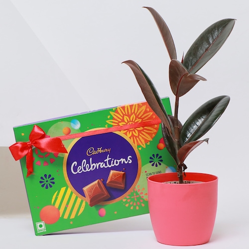 Buy Rubber Plant with Chocolate