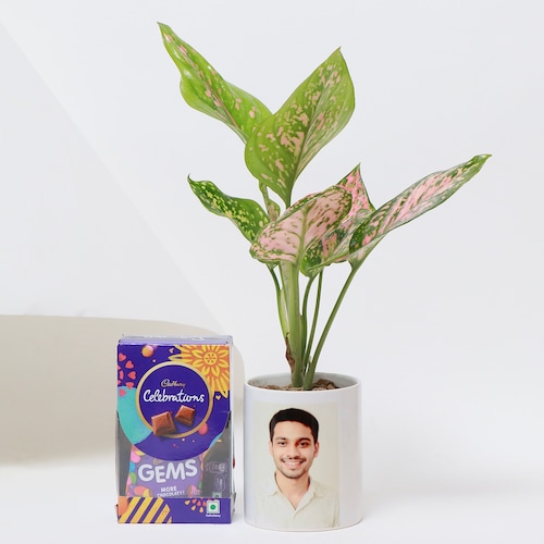 Buy Personalized Aglaonema Plant with Chocolate