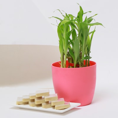 Lucky Bamboo with Sweets