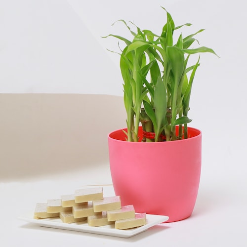 Buy Lucky Bamboo with Sweets