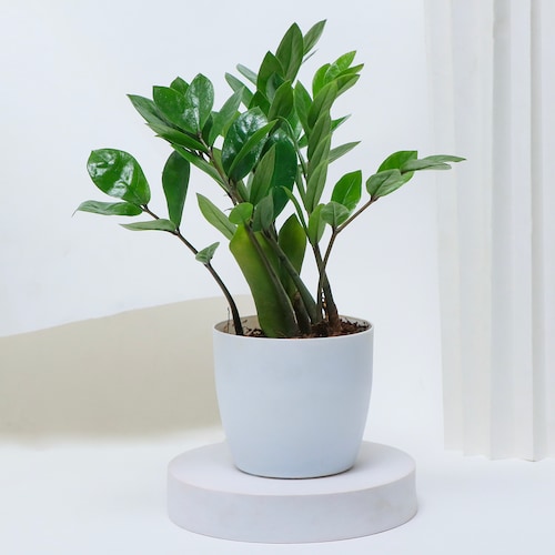 Wellness Green Plants Set | Winni.in