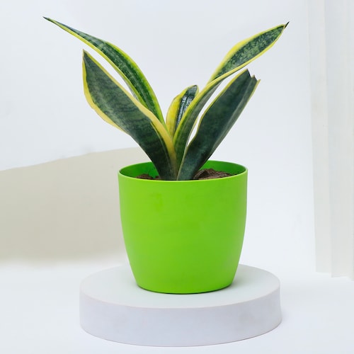Wellness Green Plants Set | Winni.in