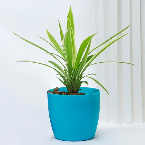 Wellness Green Plants Set | Winni.in