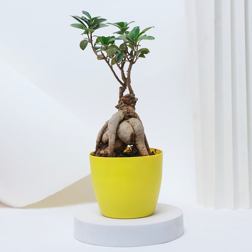 Buy Fortunate Blessings Bonsai Plant