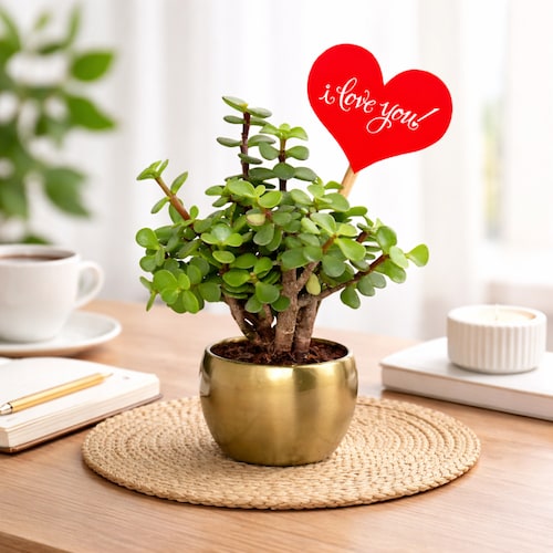 Buy Wishful Jade in Gold Pot