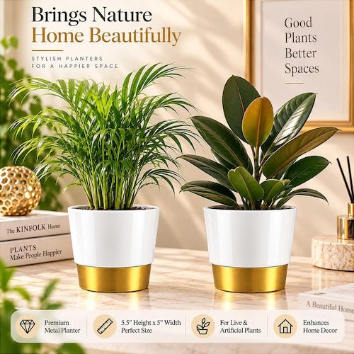 Buy Premium Indoor Chamaedorea and Rubber Plant Set