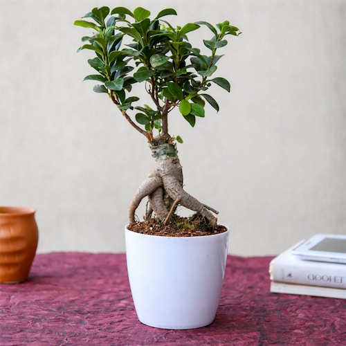 Buy Luck with Ficus Bonsai