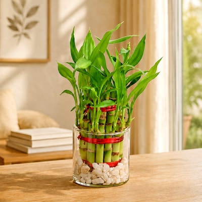 112302_Double Layer Lucky Bamboo Plant