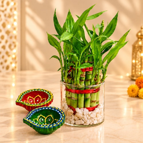 Buy Bamboo Plant with Dazzling Diwali Diyas